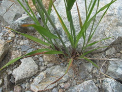 Elymus buschianus