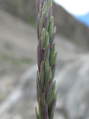 Elymus buschianus