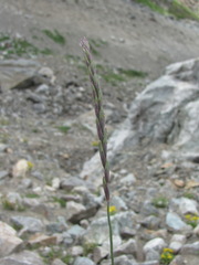 Elymus buschianus