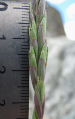 Elymus buschianus