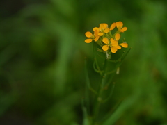 Erysimum hieraciifolium