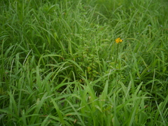 Erysimum hieraciifolium