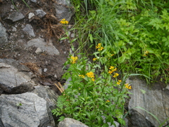 Erysimum hieraciifolium