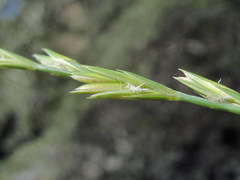 Pseudoroegneria gracillima