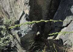 Pseudoroegneria gracillima