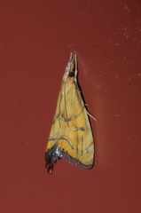 Glaucocharis auriscriptella