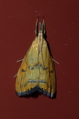 Glaucocharis auriscriptella