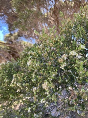 Melaleuca halmaturorum