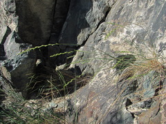 Pseudoroegneria gracillima