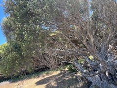 Melaleuca halmaturorum