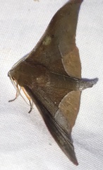 Plegapteryx anomalus