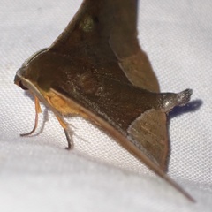 Plegapteryx anomalus