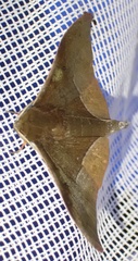 Plegapteryx anomalus