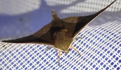Plegapteryx anomalus