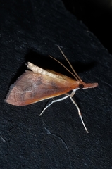 Udea daiclesalis