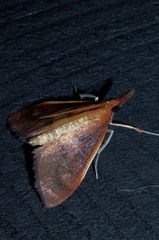 Udea daiclesalis