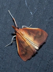 Udea daiclesalis