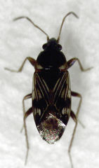 Paramyocara iridescens