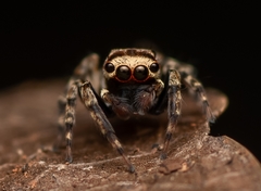 Tamigalesus