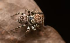 Tamigalesus