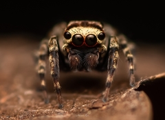 Tamigalesus