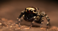 Tamigalesus