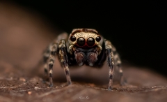 Tamigalesus
