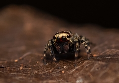 Tamigalesus