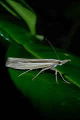 Orocrambus ramosellus
