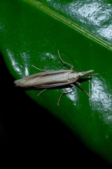 Orocrambus ramosellus
