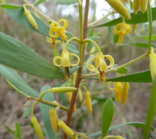 Persoonia sericea A.Cunn. ex R.Br.