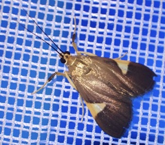 Ulopeza conigeralis