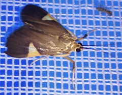 Ulopeza conigeralis