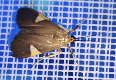 Ulopeza conigeralis