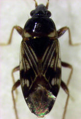 Paramyocara iridescens