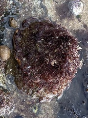 Megastraea undosa