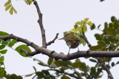 Orthotomus atrogularis