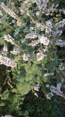 Mentha × rotundifolia