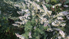 Mentha × rotundifolia