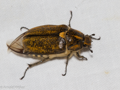 Anoxia scutellaris