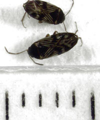 Paramyocara iridescens