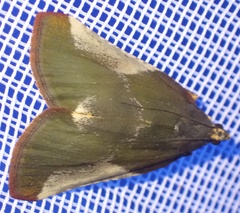 Pithyllis metachryseis