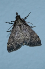 Proternia philocapna