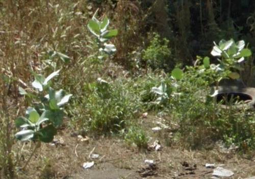 Calotropis procera image