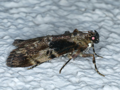 Orthaga thyrisalis