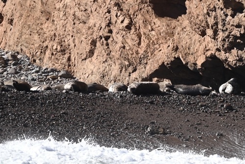 Harbor seal