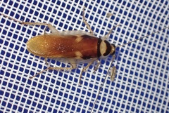 Supella