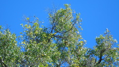 Quercus grahamii