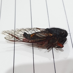 Yoyetta spectabilis