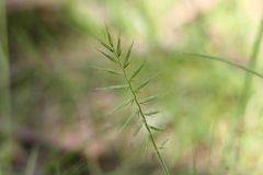 Australopyrum pectinatum